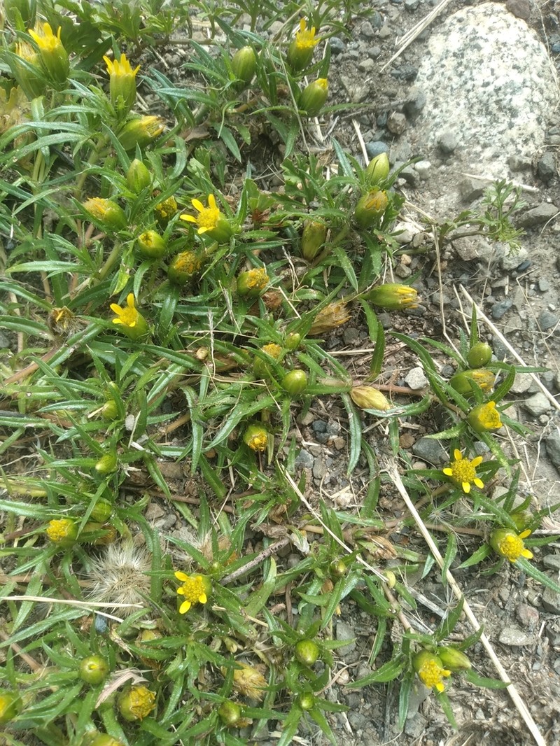 Pectis sessiliflora photo 7