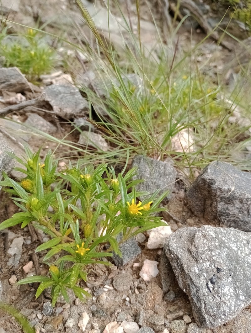 Pectis sessiliflora photo 8