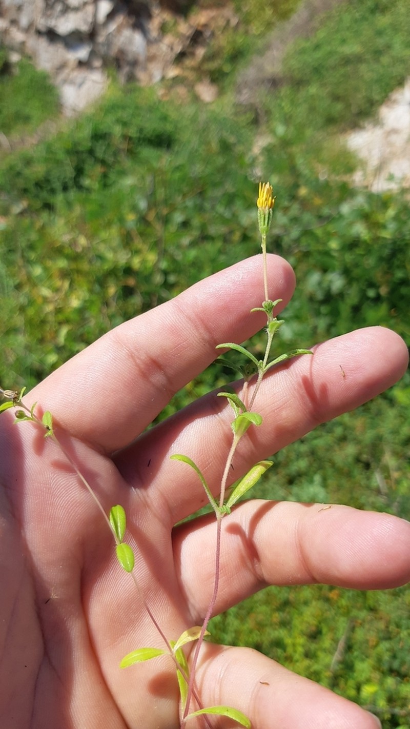Pectis sinaloensis
