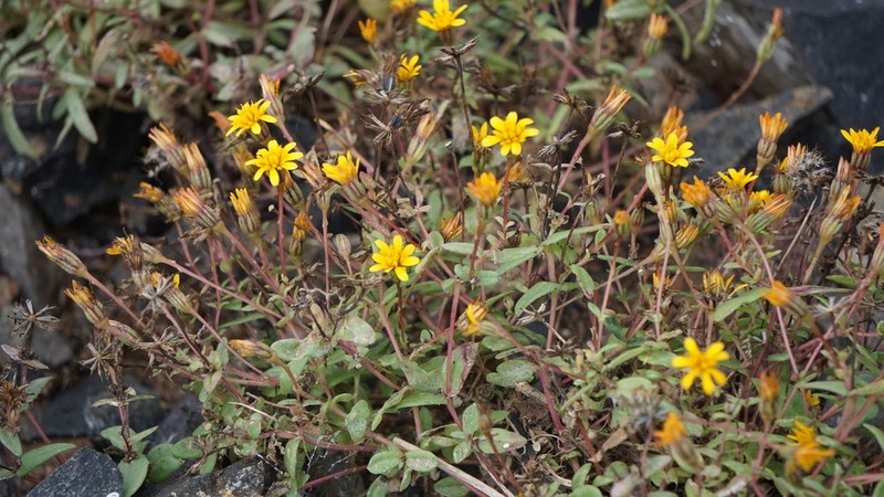 Pectis sinaloensis photo 2