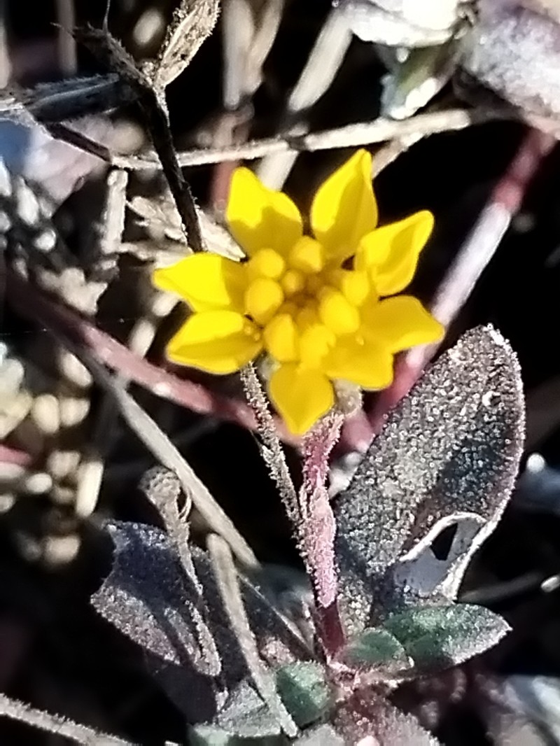 Pectis sinaloensis photo 3