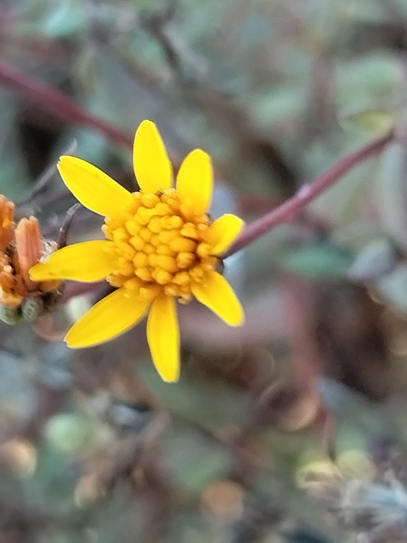 Pectis sinaloensis photo 4