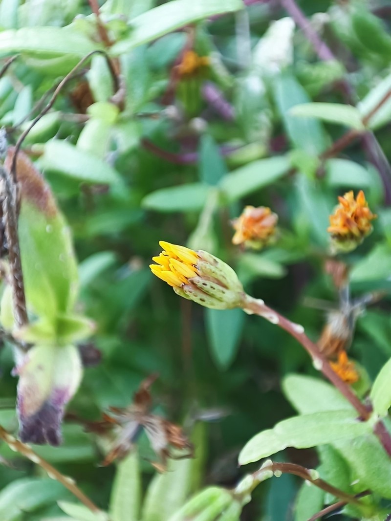 Pectis sinaloensis photo 5