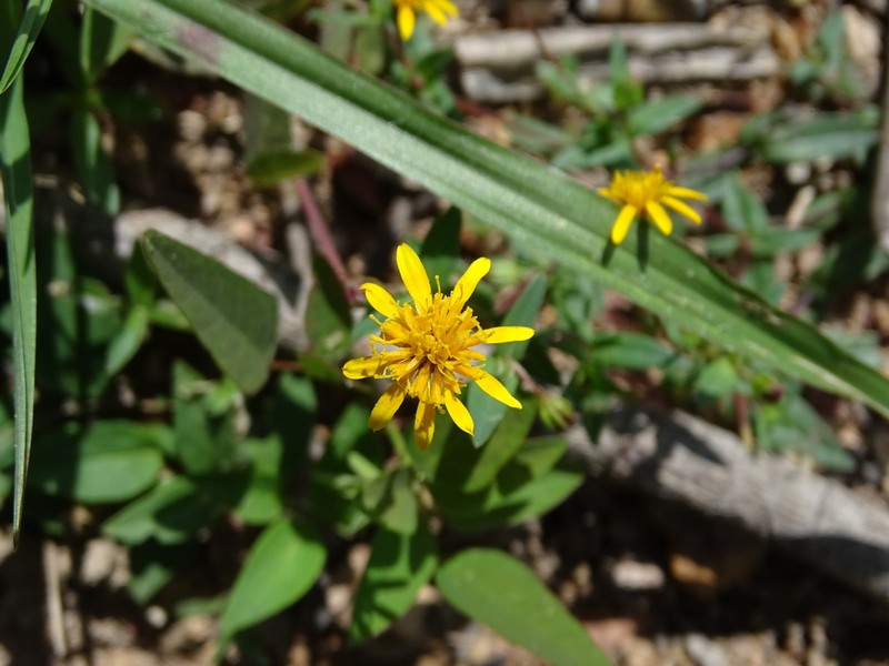 Pectis sinaloensis photo 6