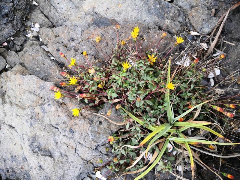 Pectis sinaloensis photo 7