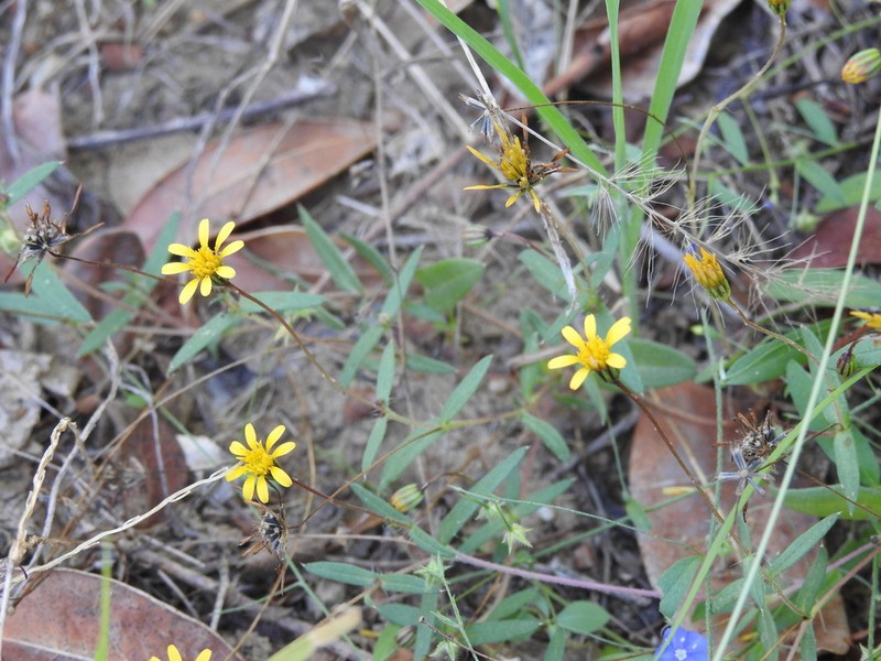 Pectis sinaloensis photo 8