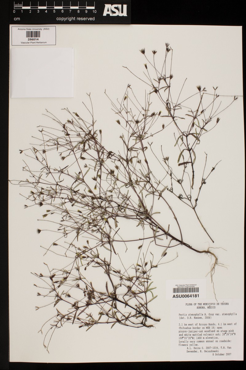 Pectis stenophylla