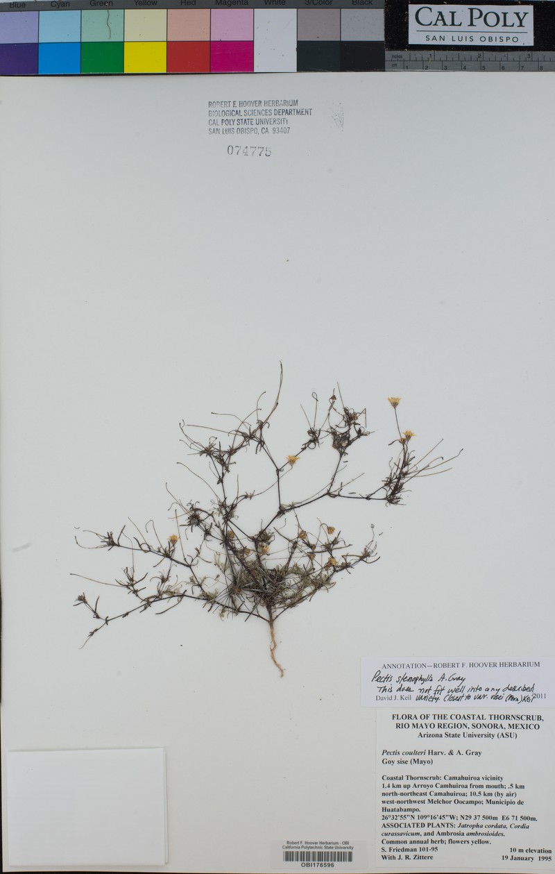 Pectis stenophylla photo 2