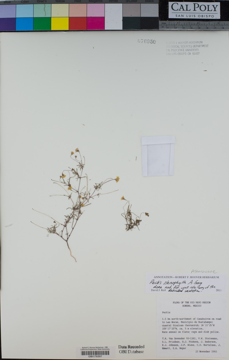 Pectis stenophylla photo 3