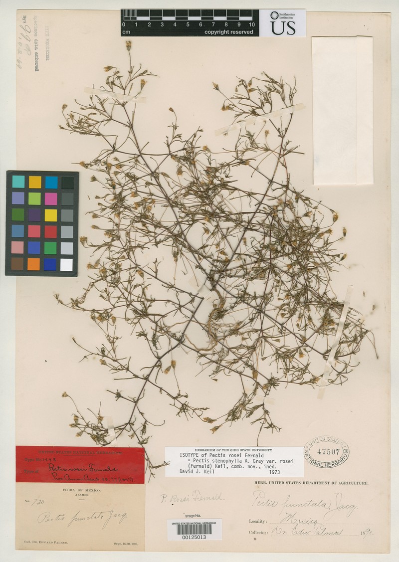 Pectis stenophylla var. rosei