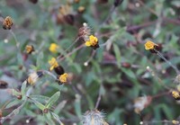 Pectis subsquarrosa