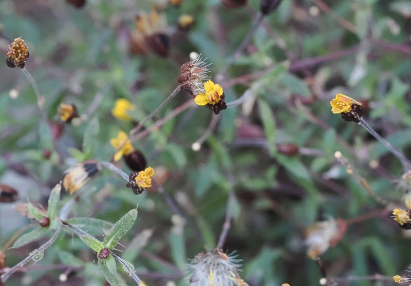Pectis subsquarrosa