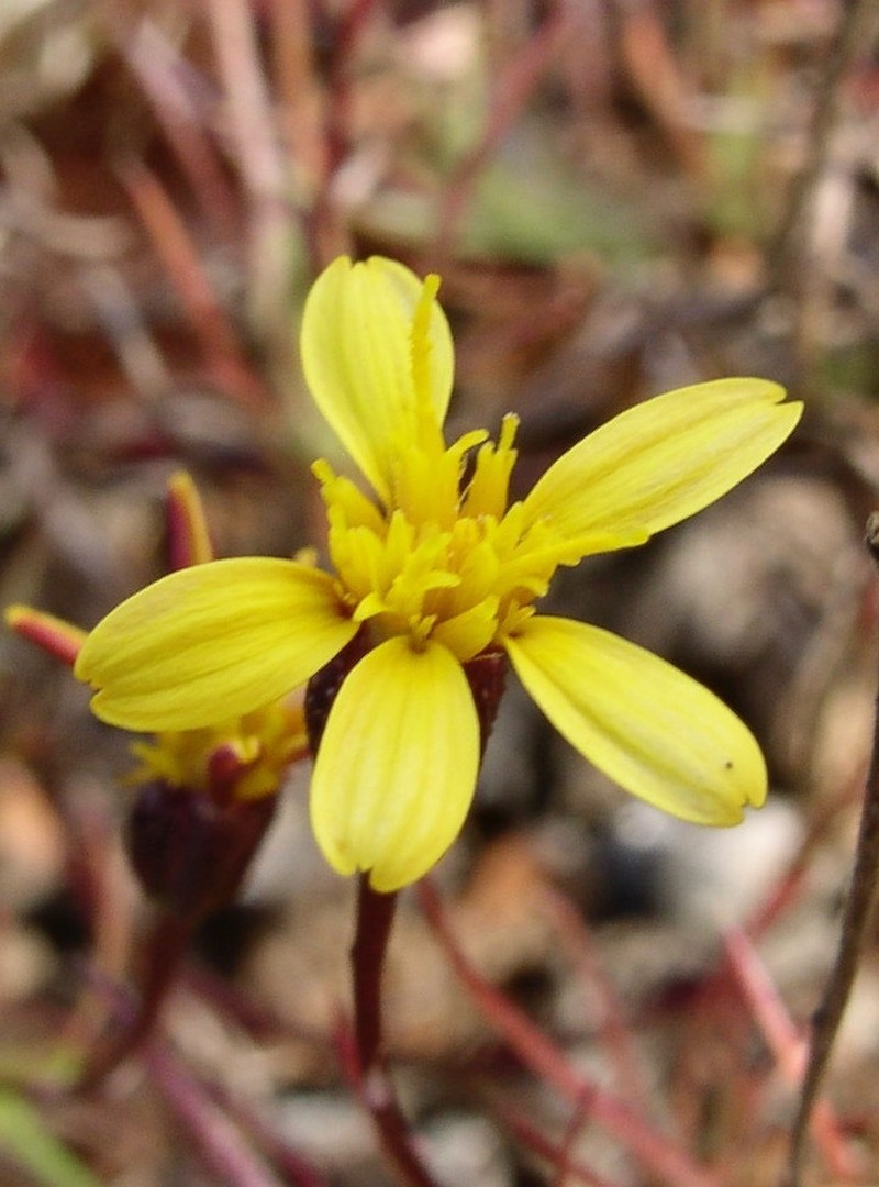 Pectis subsquarrosa photo 2