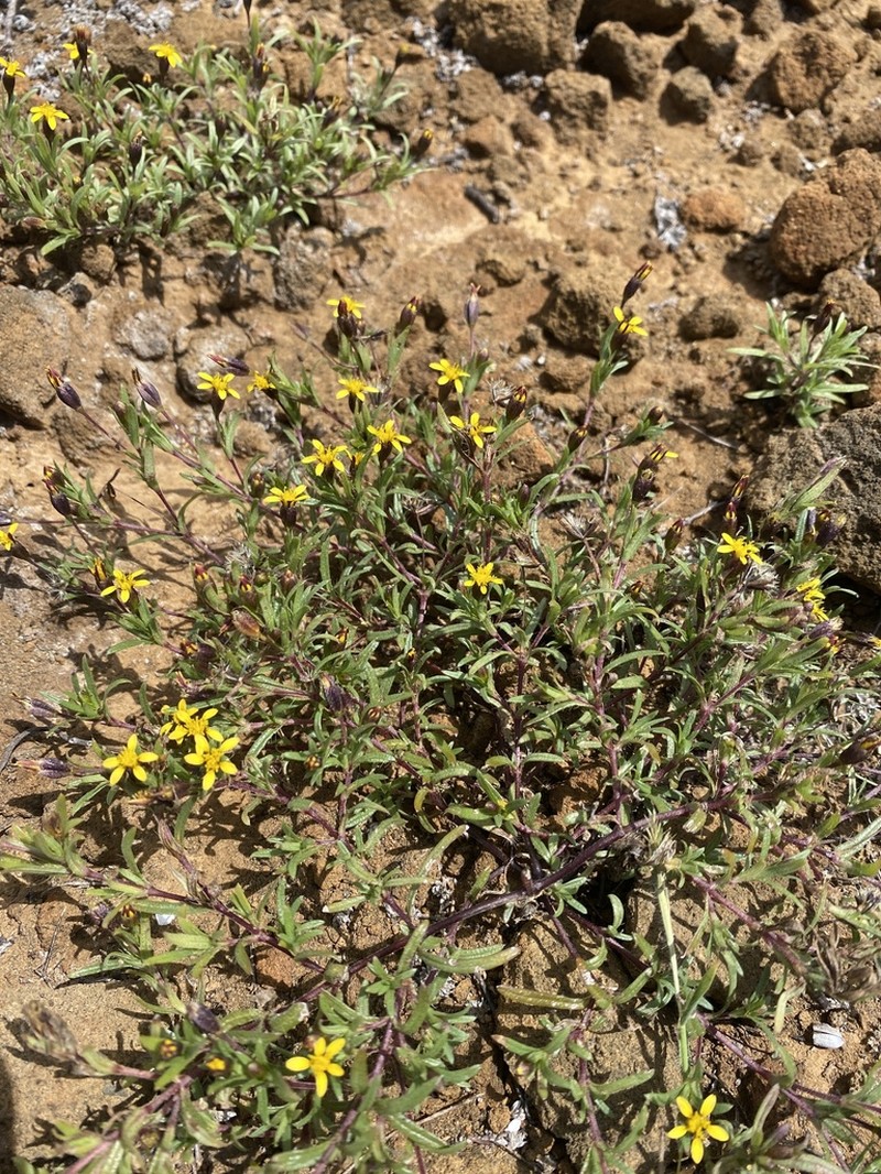 Pectis subsquarrosa photo 3