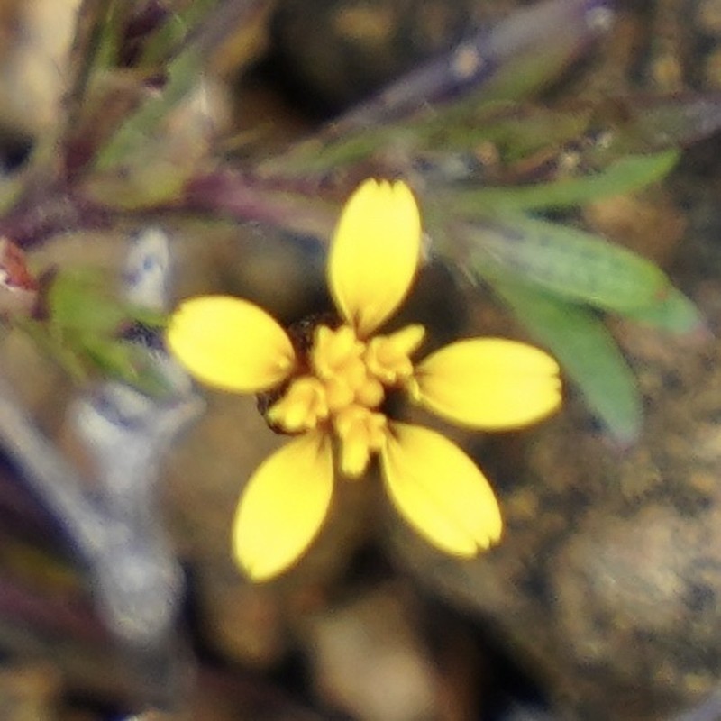 Pectis subsquarrosa photo 4