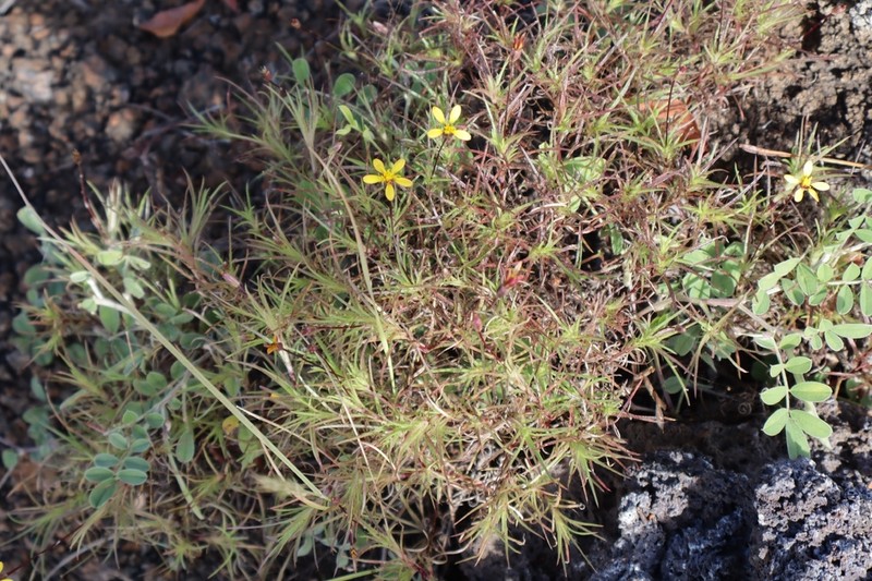 Pectis subsquarrosa photo 5