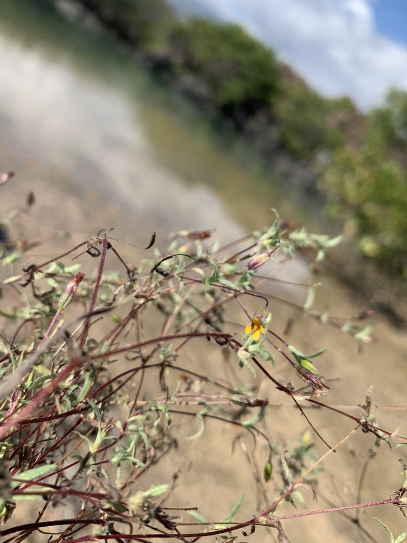 Pectis subsquarrosa photo 6