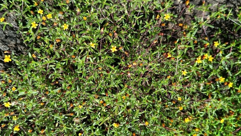 Pectis subsquarrosa photo 7