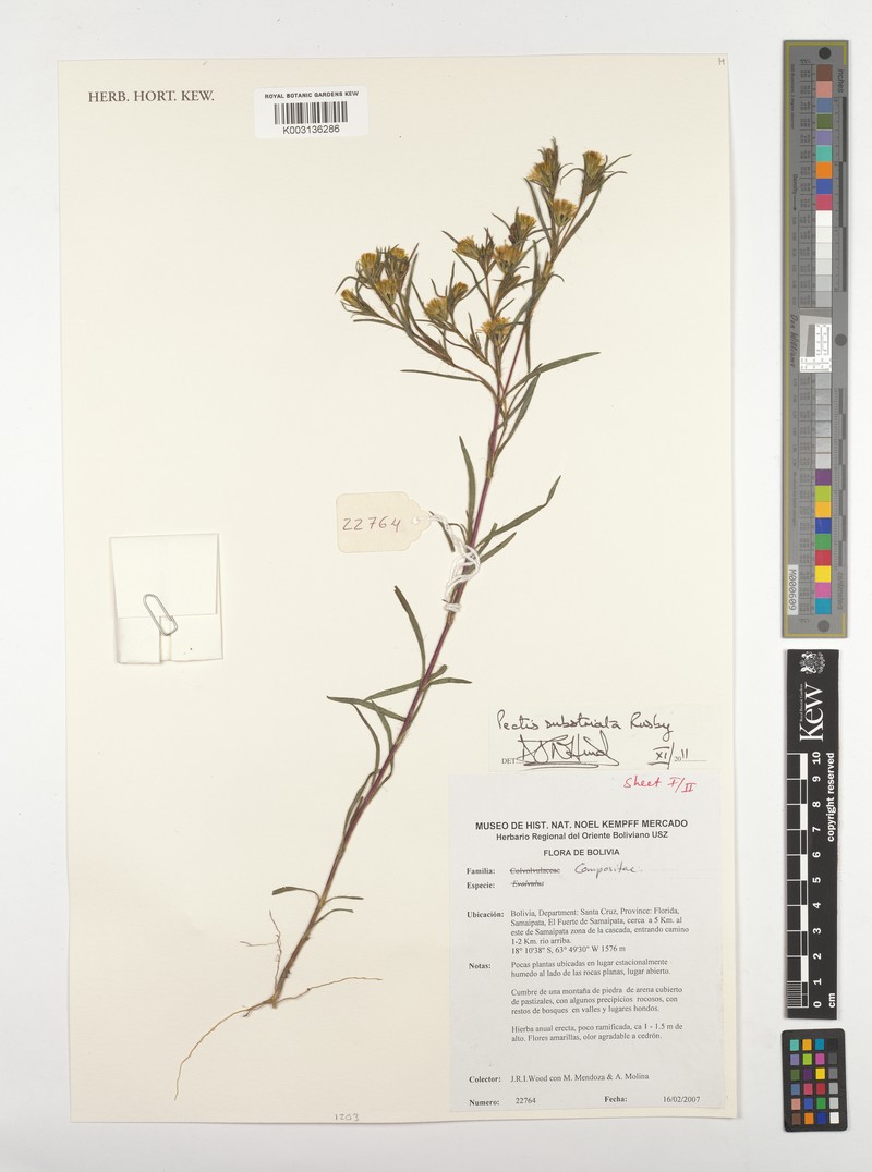 Pectis substriata photo 2