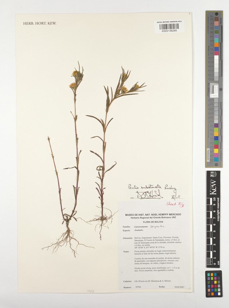 Pectis substriata photo 3