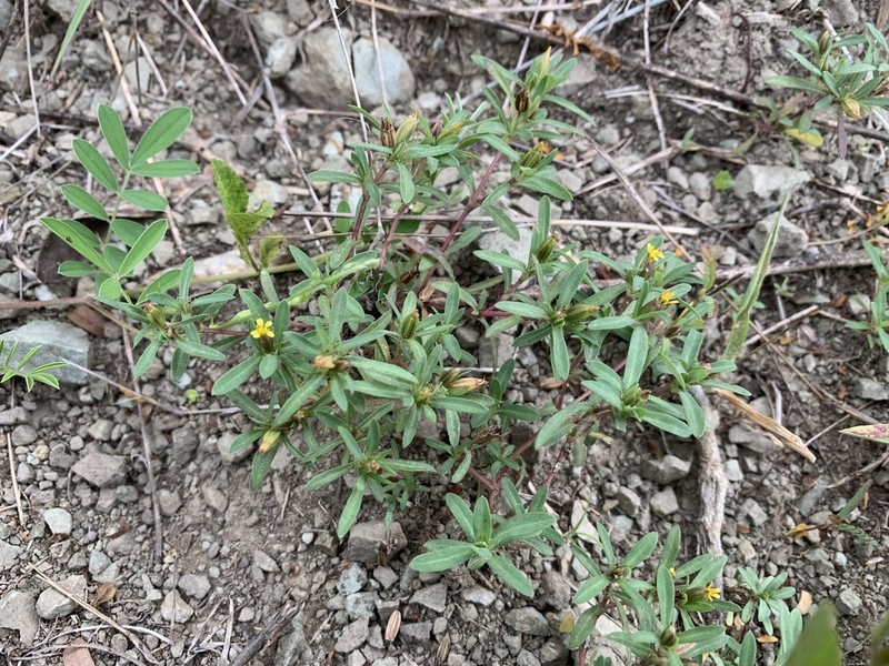 Island Chinchweed