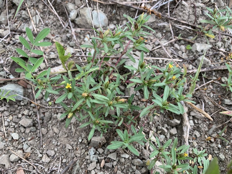 Island Chinchweed photo 2