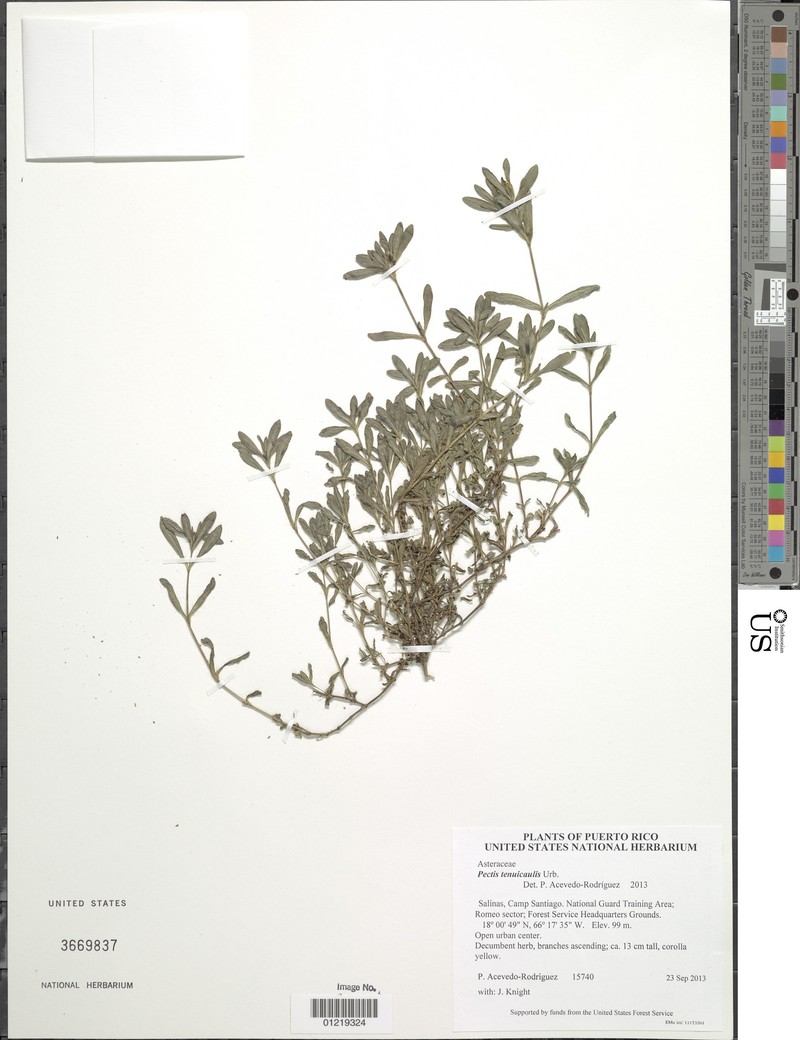 Island Chinchweed photo 3