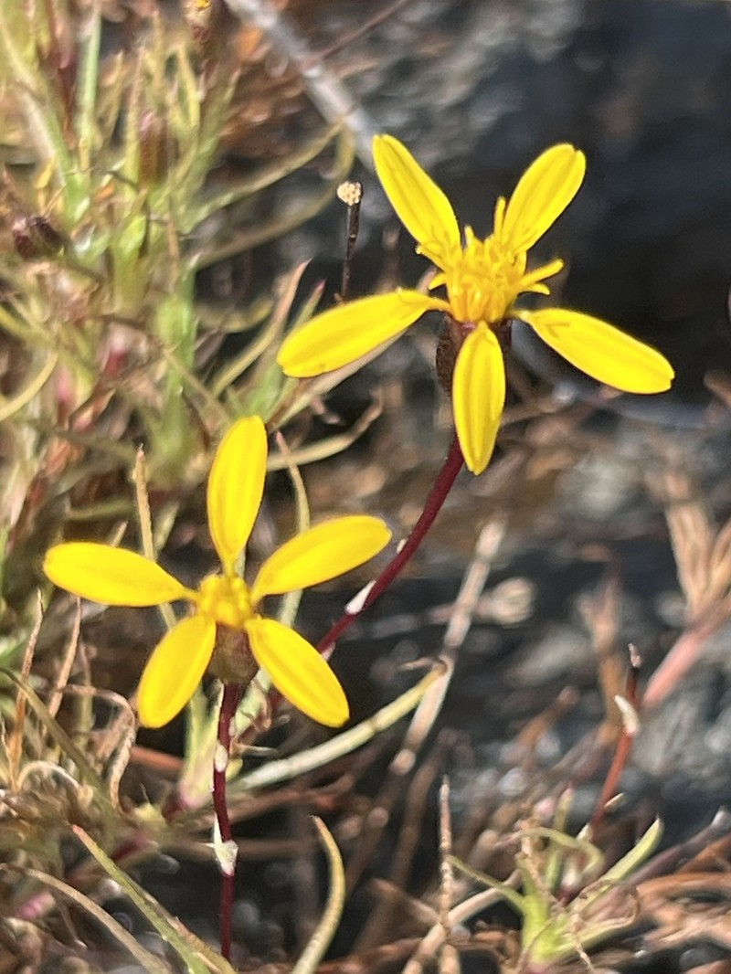 Pectis tenuifolia