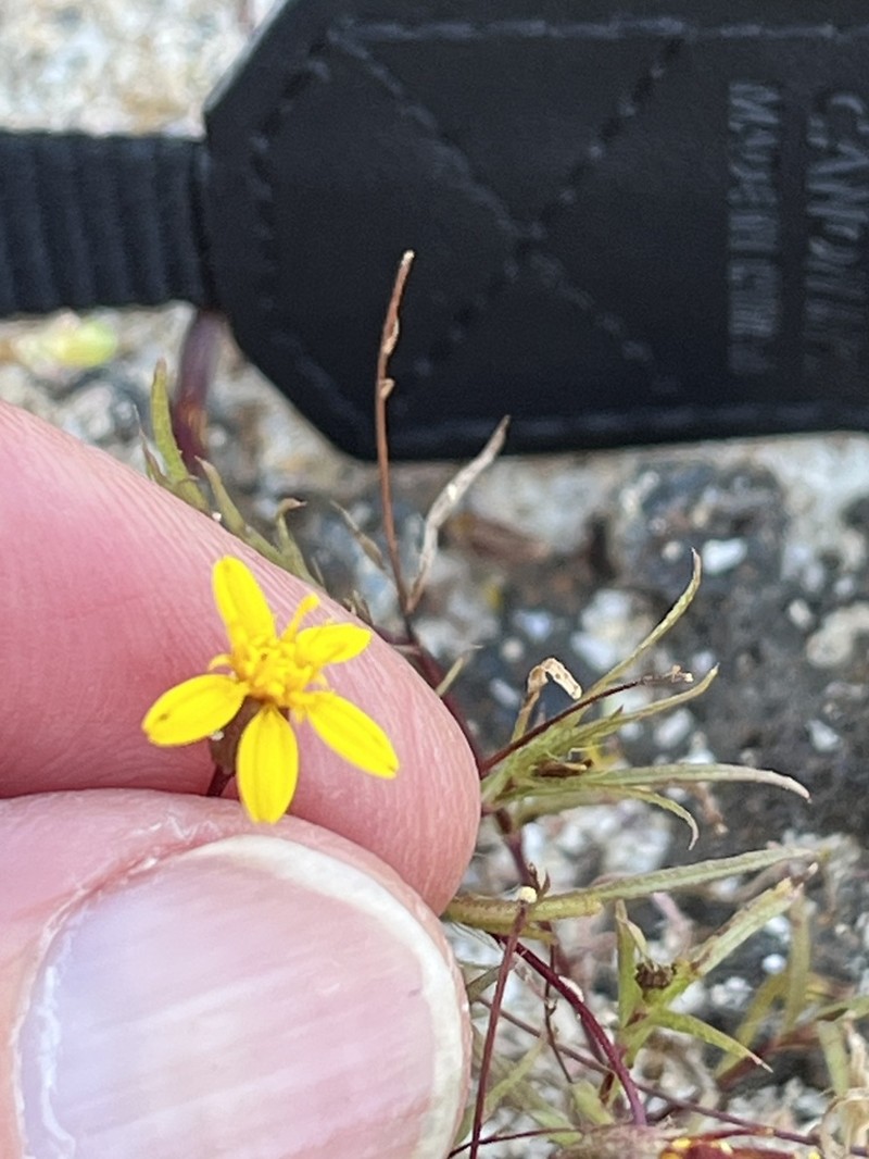 Pectis tenuifolia photo 2