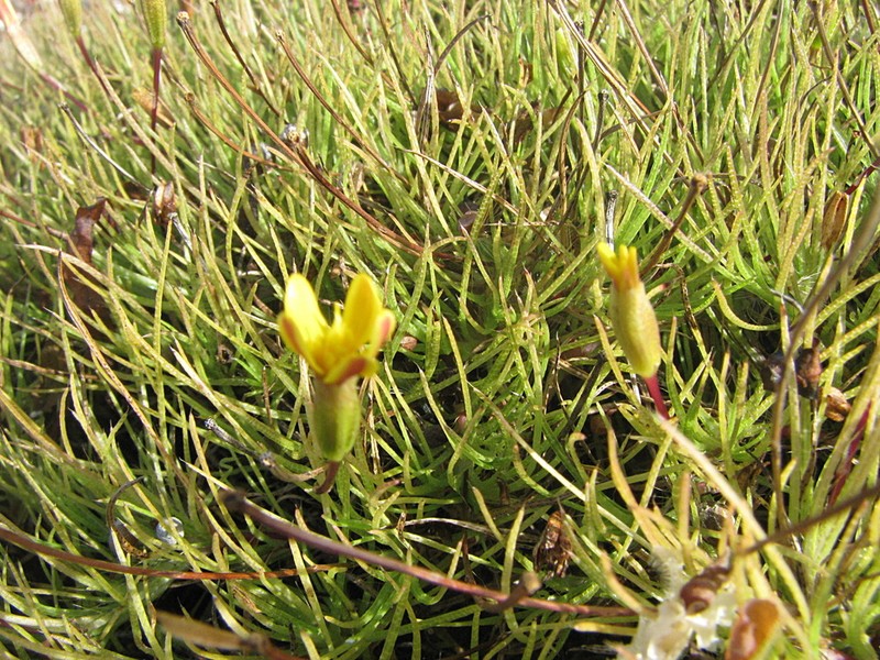 Pectis tenuifolia photo 3