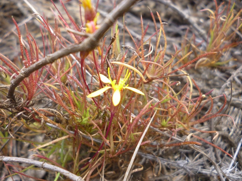 Pectis tenuifolia photo 4