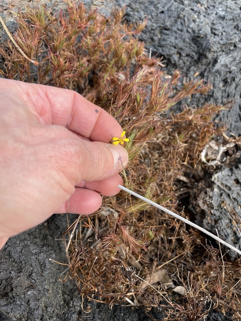 Pectis tenuifolia photo 5