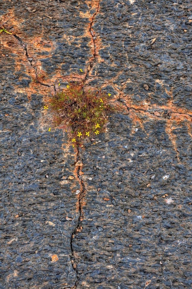 Pectis tenuifolia photo 6