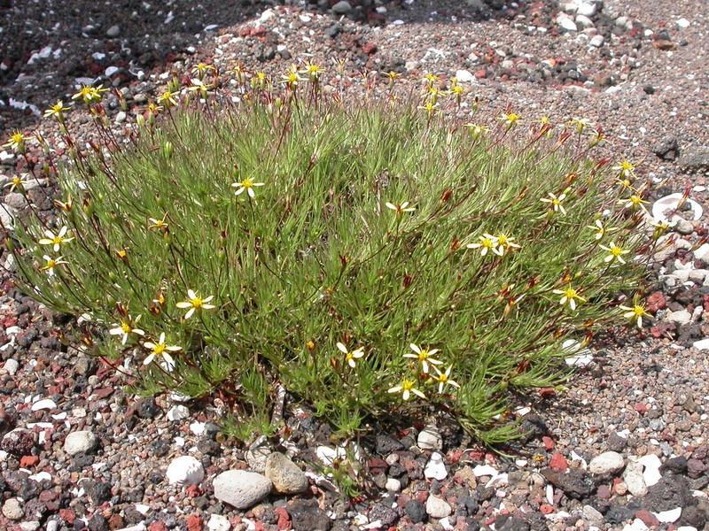 Pectis tenuifolia photo 7