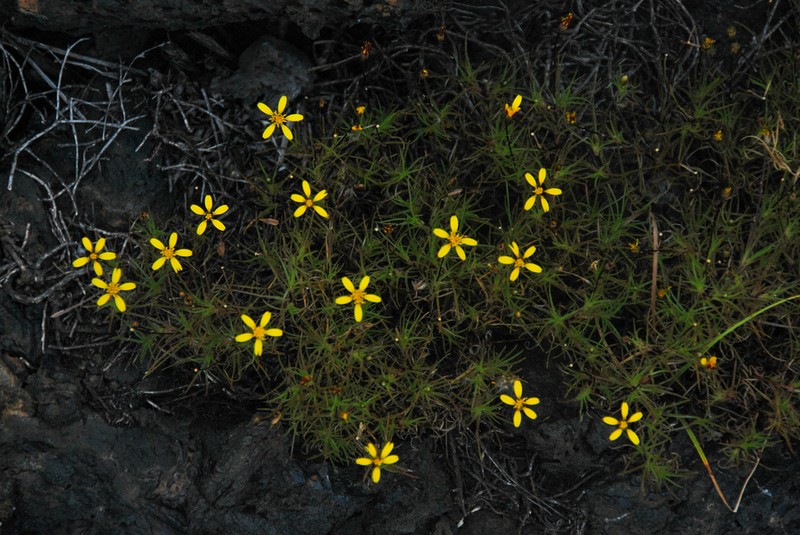 Pectis tenuifolia photo 8