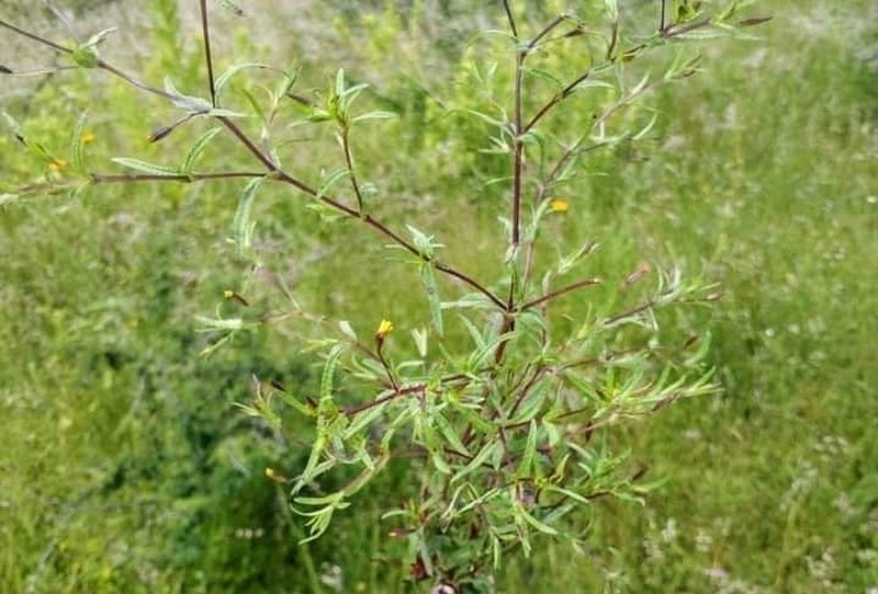 Pectis uniaristata photo 5