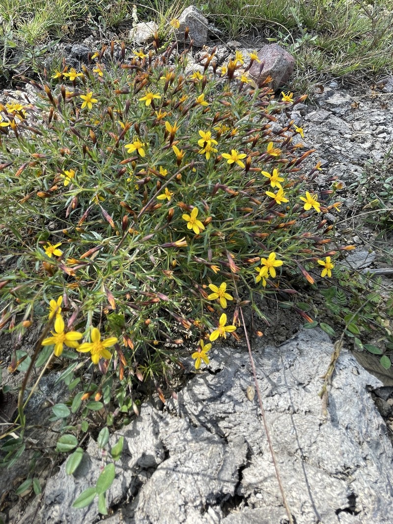 Pectis uniaristata photo 6