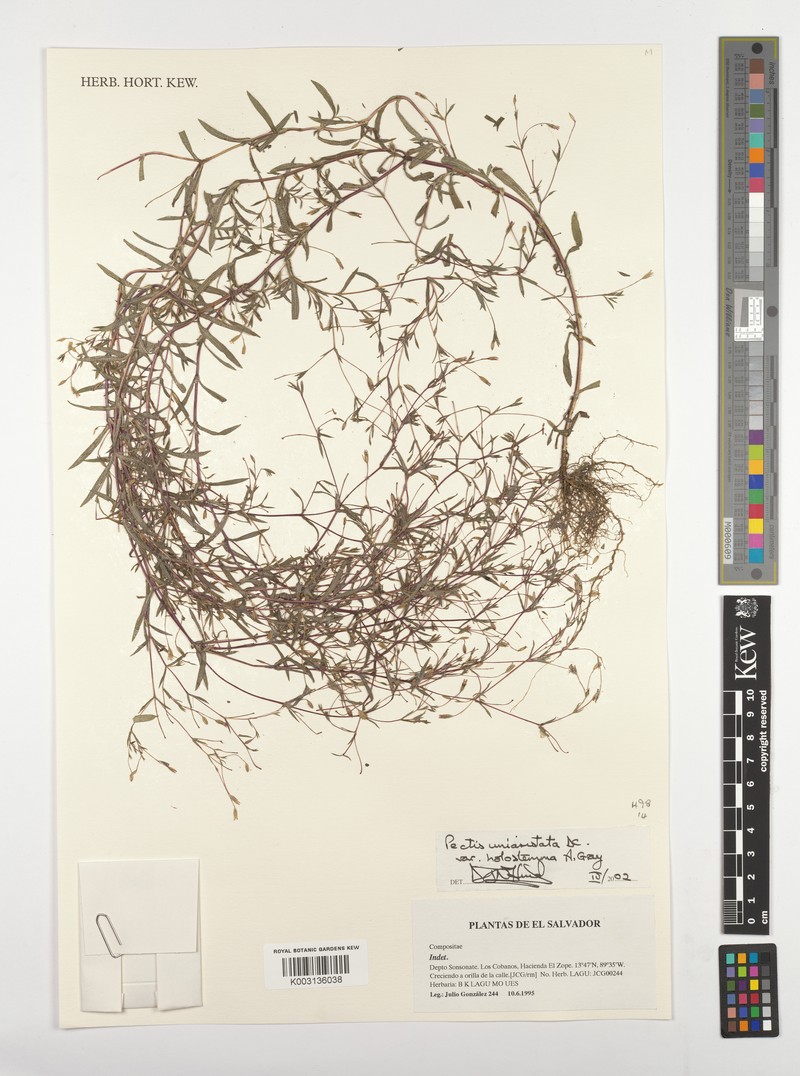 Pectis uniaristata var. holostemma