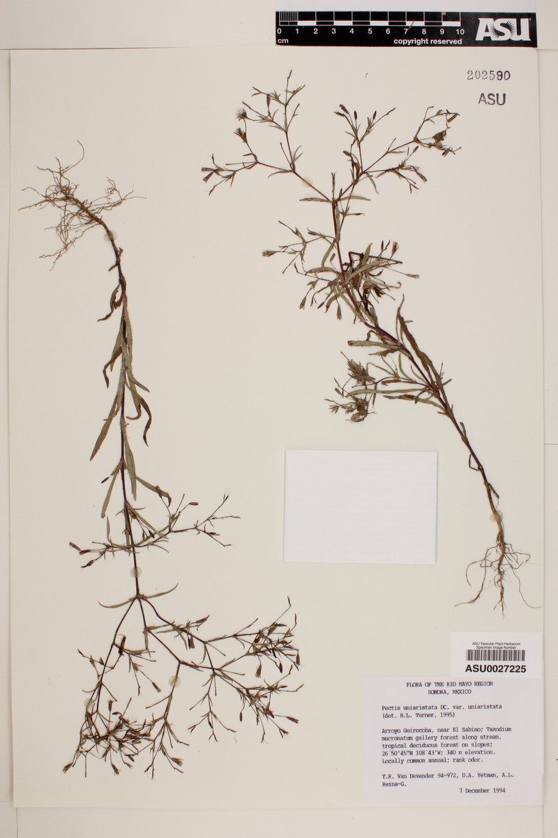 Pectis uniaristata var. uniaristata