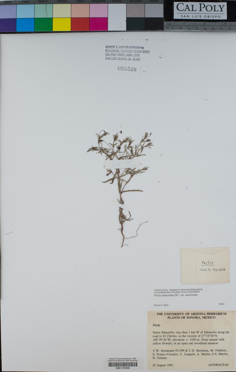 Pectis uniaristata var. uniaristata photo 2