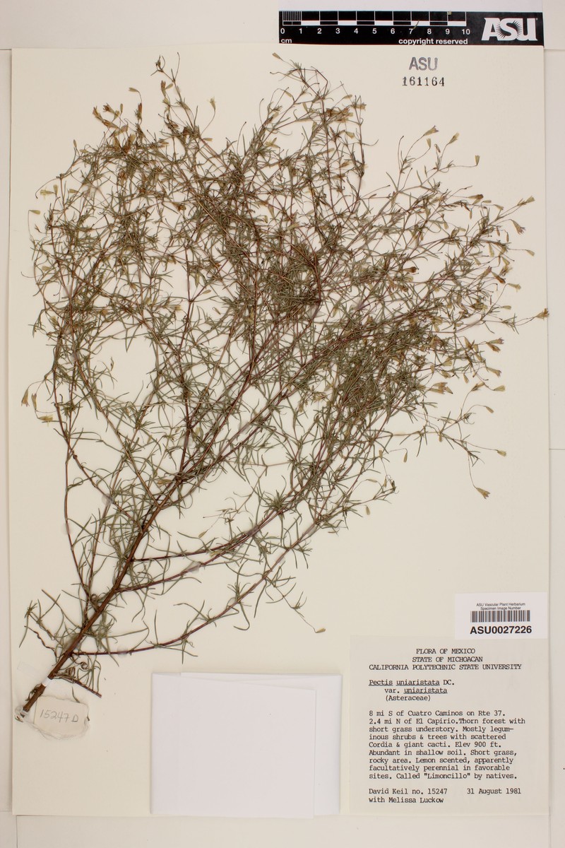 Pectis uniaristata var. uniaristata photo 3