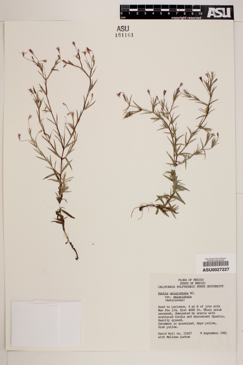 Pectis uniaristata var. uniaristata photo 4