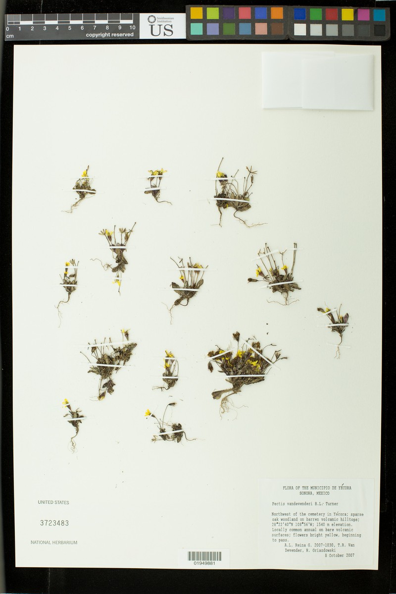 Pectis vandevenderi