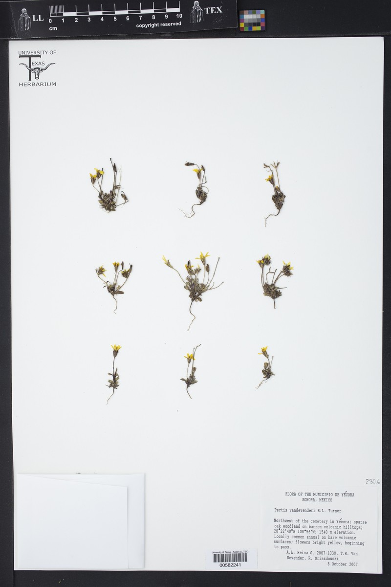 Pectis vandevenderi photo 3