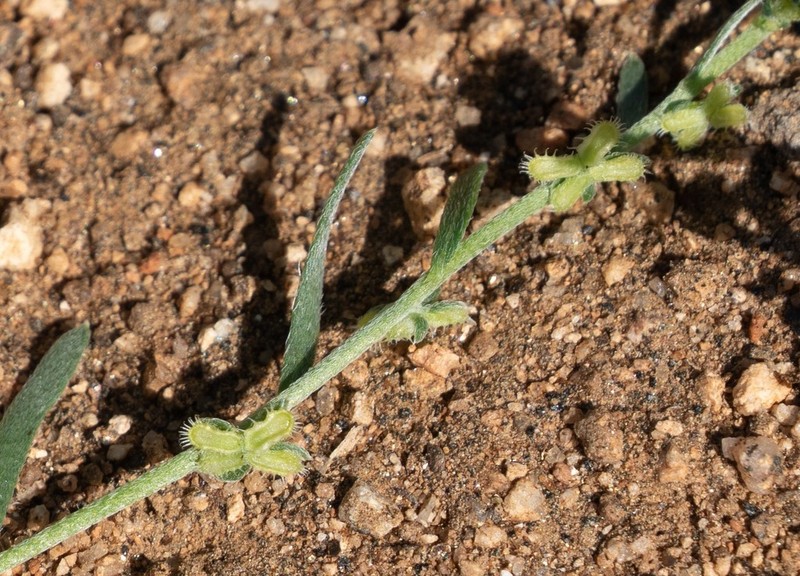 Pectocarya anisocarpa photo 6