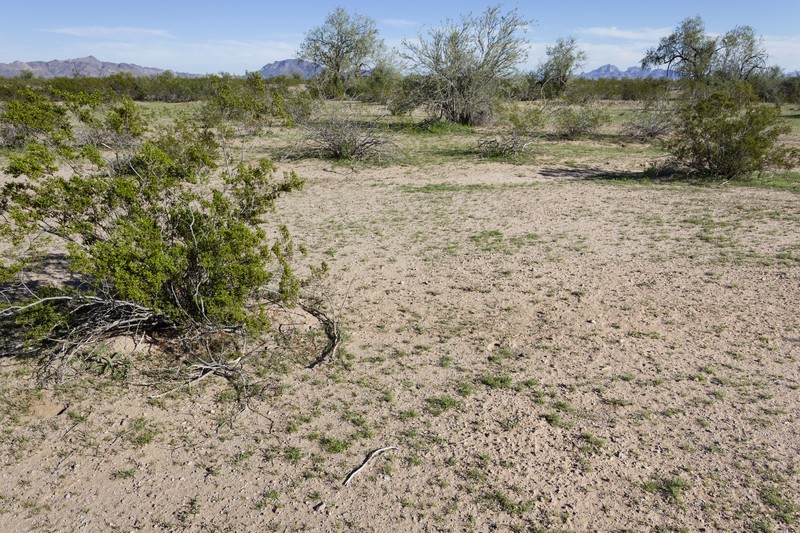 Chuckwalla Combseed photo 2