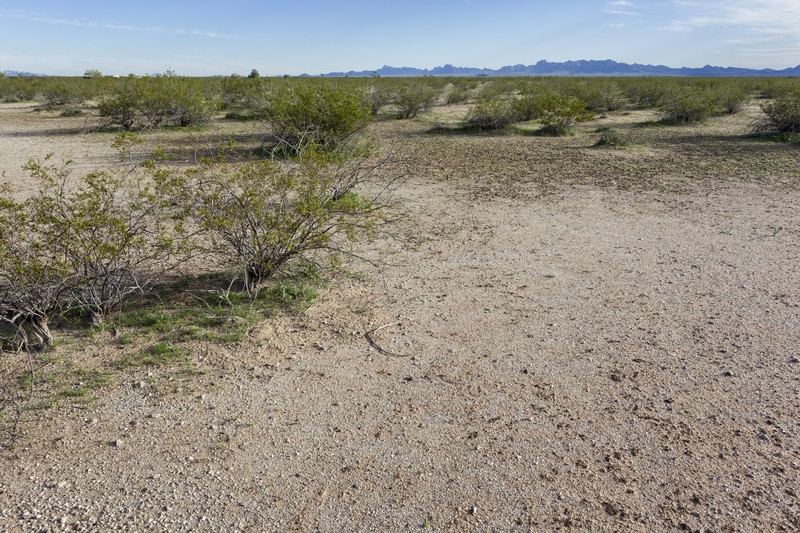 Chuckwalla Combseed photo 3