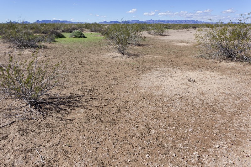 Chuckwalla Combseed photo 4