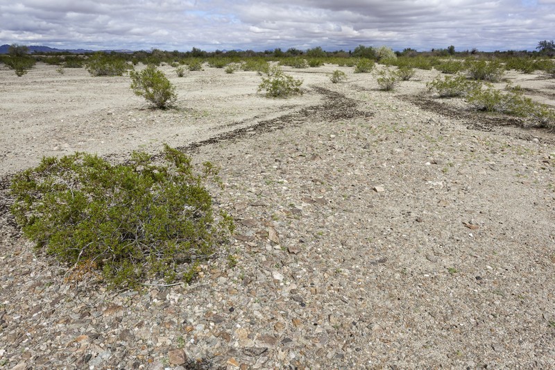 Chuckwalla Combseed photo 5