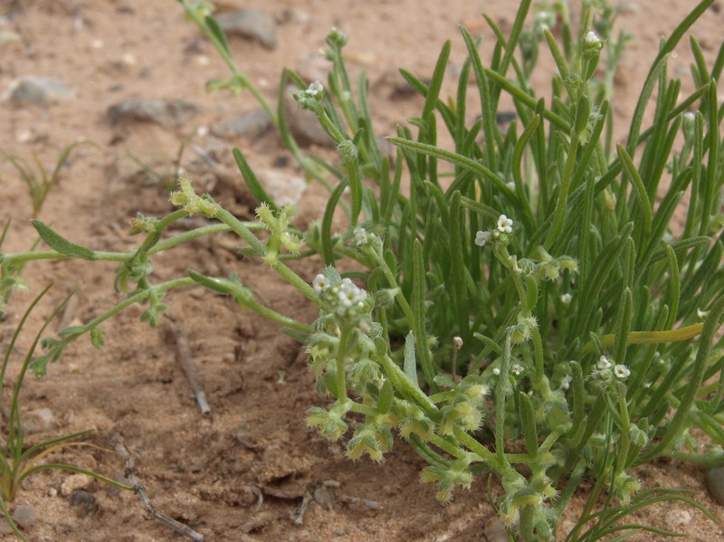 Chuckwalla Combseed